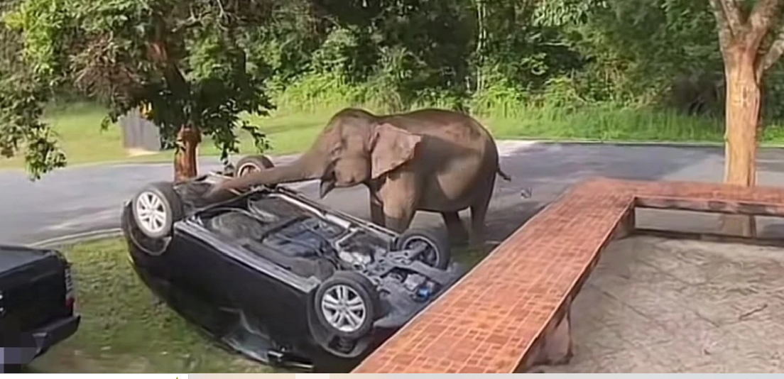 Viral di Thailand: Gajah Lucu Ini Anggap Mobil Bener Sebagai Mainan
